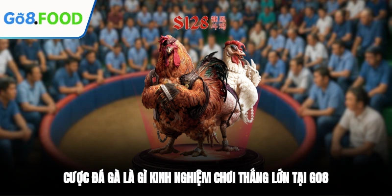 Cược Đá Gà Là Gì? Kinh Nghiệm Chơi Thắng Lớn Tại GO8